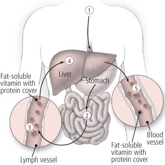 Absorption of fat-soluble vitamins