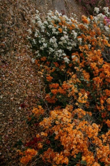 A bush adorned with a contrast of orange and white flowers, showcasing the nature of depression in older adults