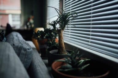 Potted plants rest on a couch beside a window, hinting at the rejuvenating effects of respite care for caregivers.
