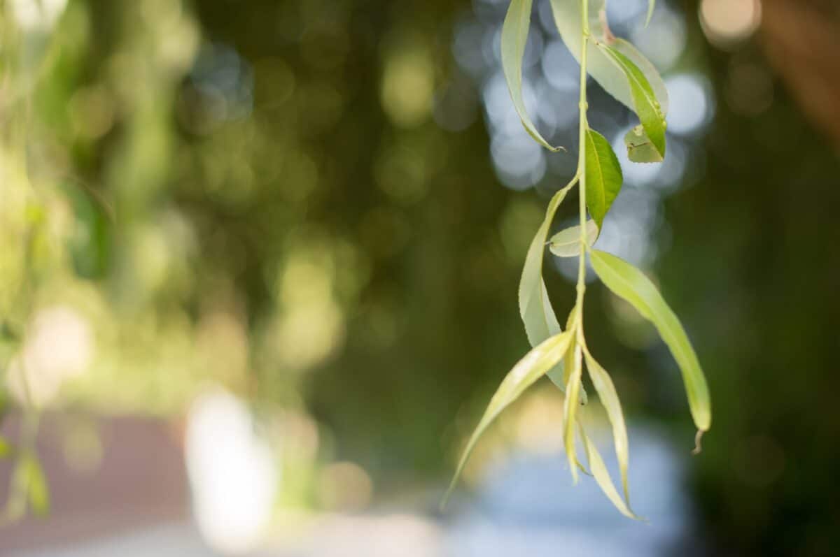 A close-up view of a willow tree showcasing its delicate, green leaves swaying gently in the breeze, symbolizing coping with a terminal illness.